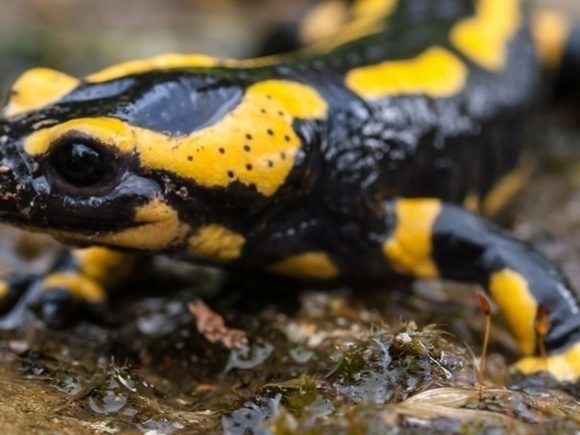 China officials dine on endangered salamander