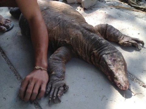 Komodo dragon beaten to death in Krabi