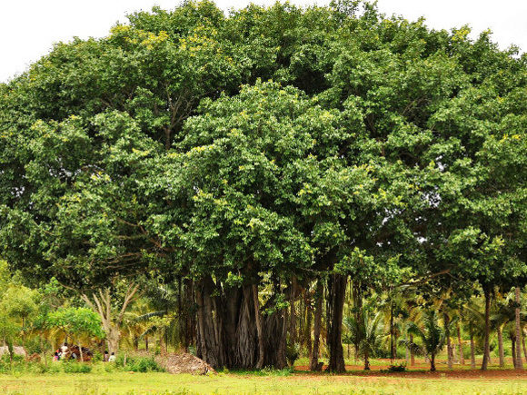 Cultural Insights: Big tree, bad luck!