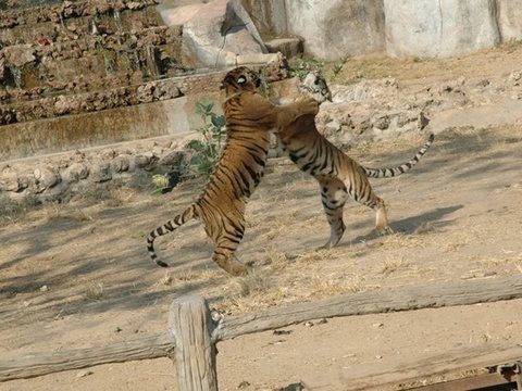 Missing tigers remain a mystery at Tiger Temple