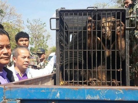 Asian Black Bears Seized From Thailands Tiger Temple