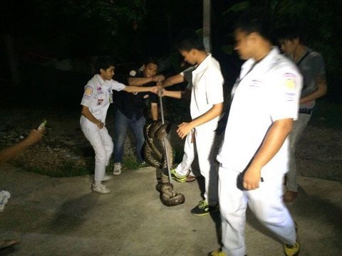 Python bagged after blocking road passage near popular Phuket school