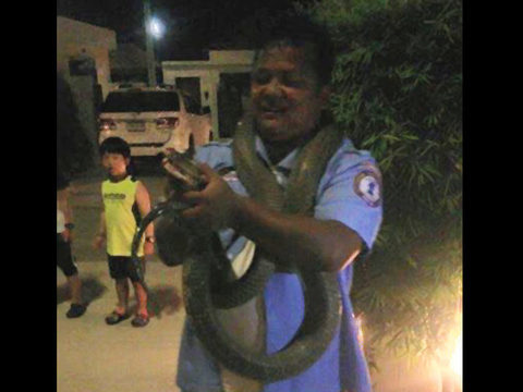 Four-metre king cobra caught in Phuket resort