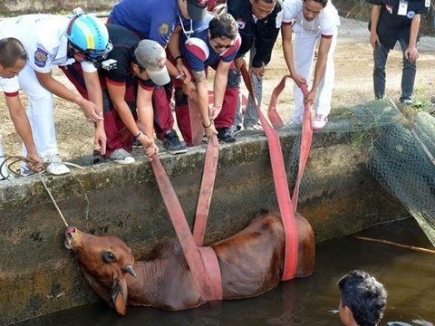 Bull rescued from Phuket reservoir