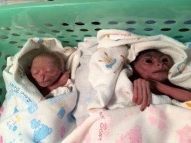 Phuket Gibbon Twin Dies in Fall: Mother and Daughter Survive